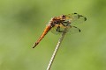 J01_2665 Libellula fulva female